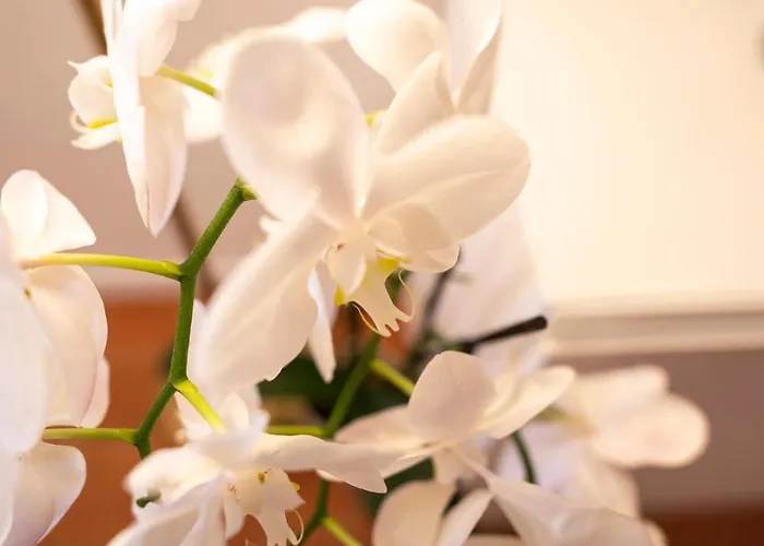 Lejlighed Orange Tuscany Flat *